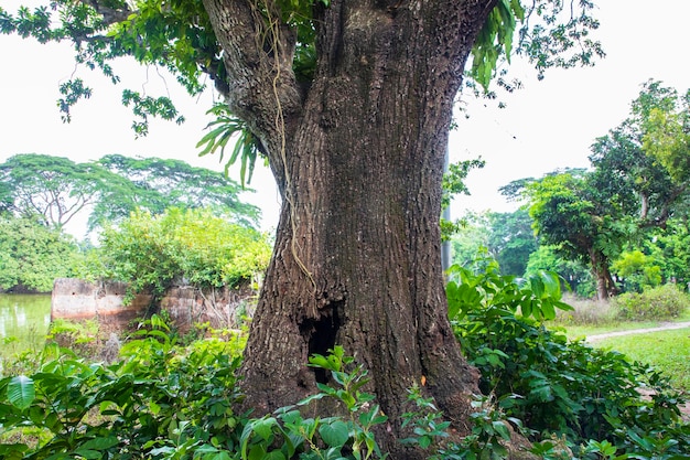 L'albero più grande della foresta con vista sul verde