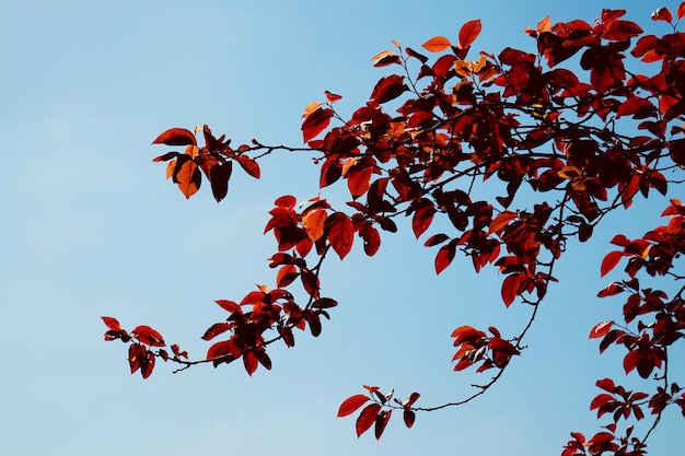 L&#39;albero rosso lascia in primavera