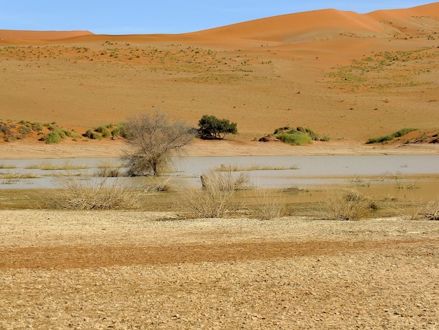 L'albero secco in dune Deserto del Namib Sossusvlei Namibia