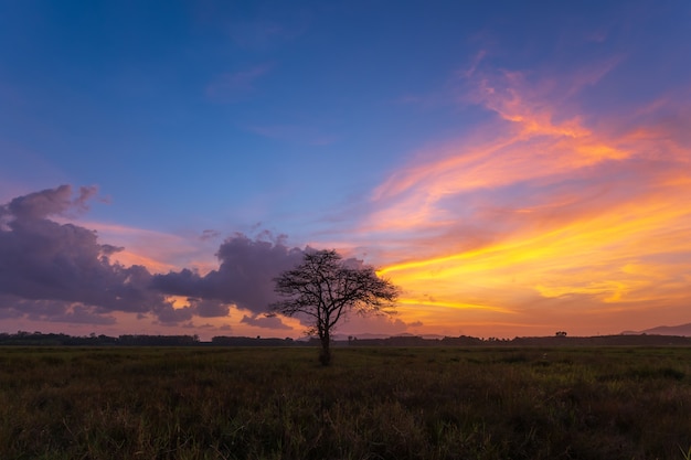 L&#39;albero solitario