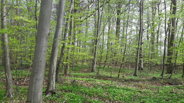 L&#39;albero sta fiorendo in primavera