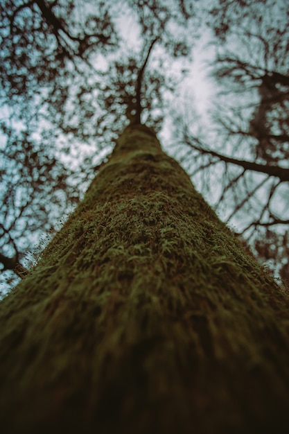 L'albero verso il cielo