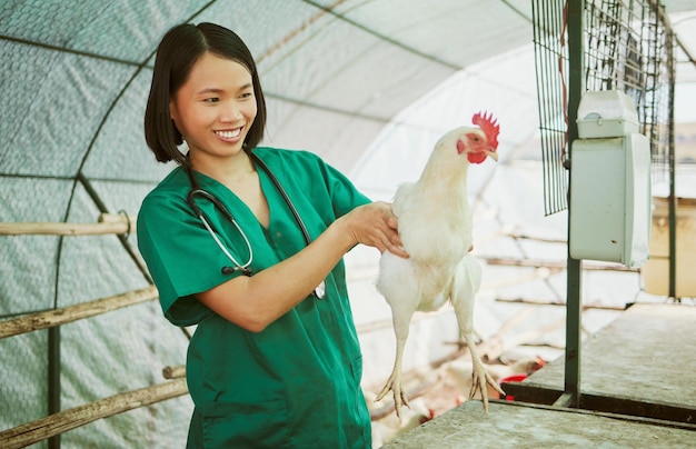 L'allevamento di pollame veterinario animale e la donna eseguono un'ispezione di valutazione medica o un esame di salute nel pollaio Felice medico asiatico pollame e test di benessere per la ricerca o la cura della crescita dell'influenza aviaria nel fienile