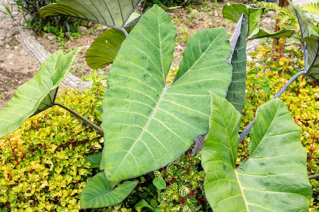 L'Alocasia macrorrhizos è una specie di pianta da fiore della famiglia delle Araceae