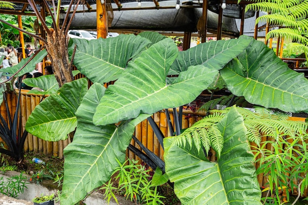 L'Alocasia macrorrhizos è una specie di pianta da fiore della famiglia delle Araceae