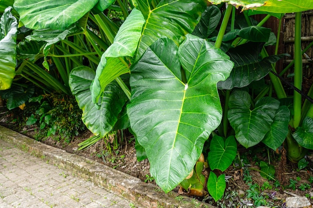 L'Alocasia macrorrhizos è una specie di pianta da fiore della famiglia delle Araceae