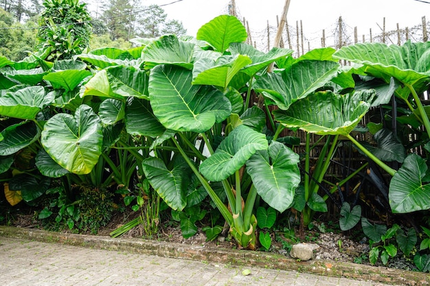 L'Alocasia macrorrhizos è una specie di pianta da fiore della famiglia delle Araceae