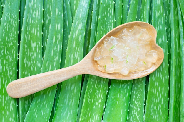 L&#39;aloe vera è una pianta medicinale popolare per la salute e la bellezza