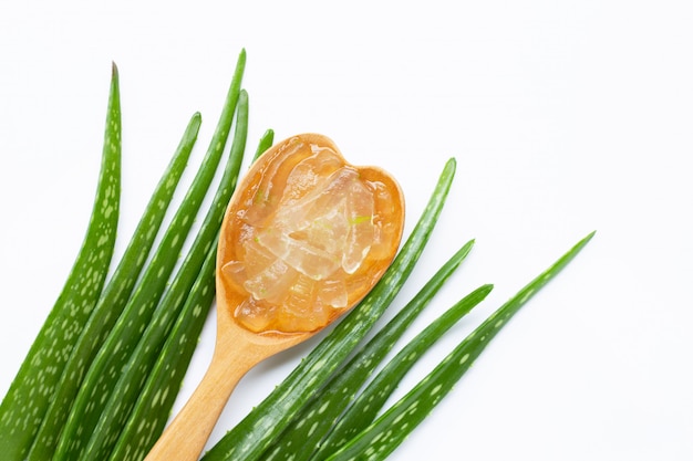 L&#39;aloe vera è una pianta medicinale popolare per salute e bellezza, sfondo bianco.