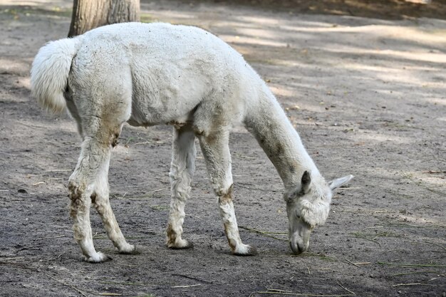 L'alpaca mangia l'erba alla fattoria