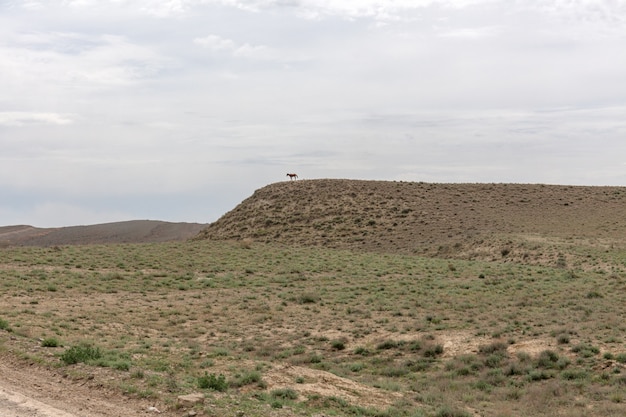 L'altopiano di Ustyurt. Il cavallo si trova su un'alta collina. Distretto di Boszhir. Il fondo di un oceano secco Tethys. Resti rocciosi. Kazakistan