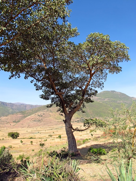 L'alveare in Etiopia, Africa