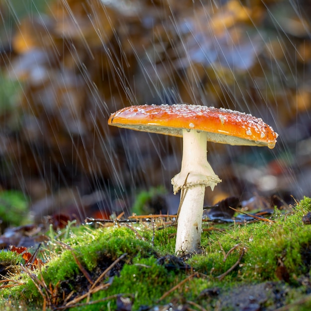 L'amanita muscaria vola i funghi rossi dell'agarico con i punti bianchi in erba