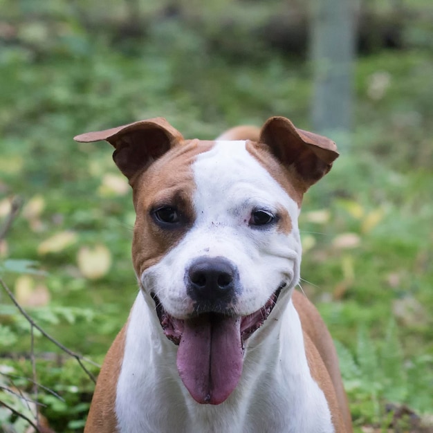 L'American Staffordshire Terrier cammina nella foresta