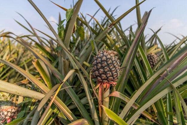 L&#39;ananas si trova nella provincia di Pranburi Prachuapkirikhan