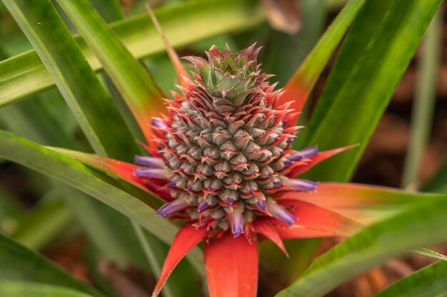 L'ananas sta producendo frutti