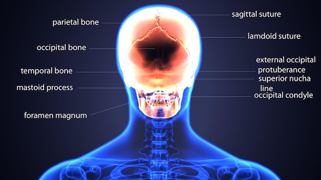 l'anatomia della testa e del collo umani