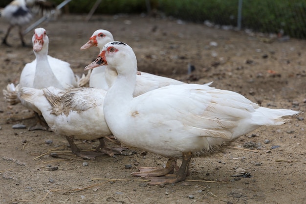 L'anatra bianca del gruppo resta in giardino