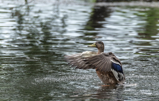 L'anatra decolla dall'acqua