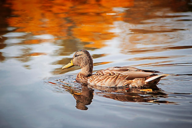 l'anatra femmina nuota nel lago