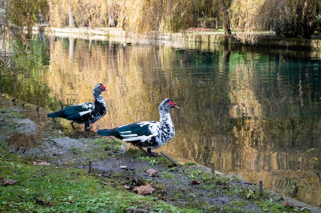 L'anatra muta o berbera Cairina moschata domestica Un'anatra nuota in uno stagno del parco cittadino