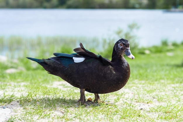 L'anatra nera sta sulle sue zampe sulla riva del lago