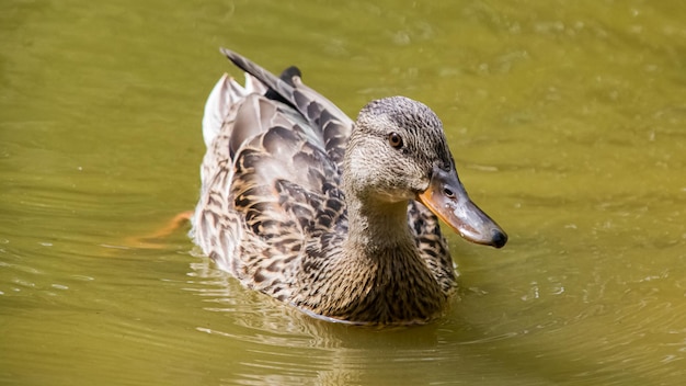 L'anatra nuota nell'acqua verde sporca su un fiume