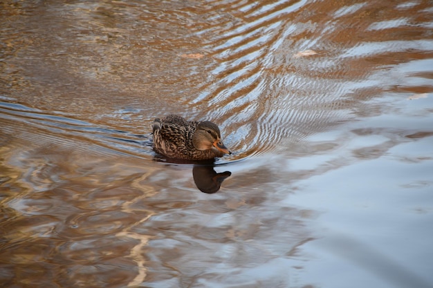 L'anatra nuota nello stagno. Onde d'acqua. Le foglie galleggiano nell'acqua.