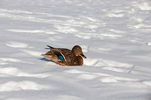 l'anatra rimase per l'inverno