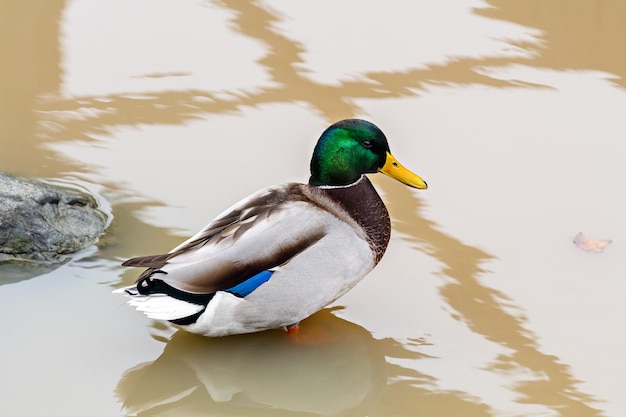 L'anatra selvatica maschio del germano reale sta nell'acqua.