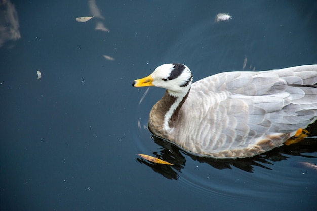 L'anatra selvatica nuota nel lago nel parco