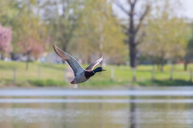 L'anatra selvatica vola. Draco germano reale Volare.