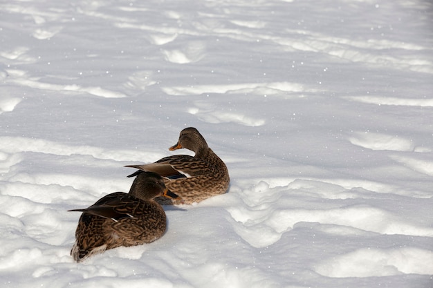 l'anatra si siede nella neve