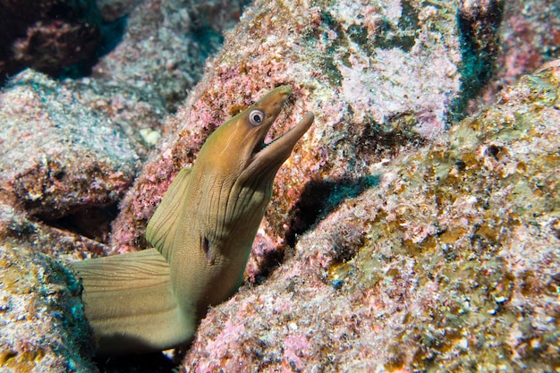 L'anguilla ti guarda