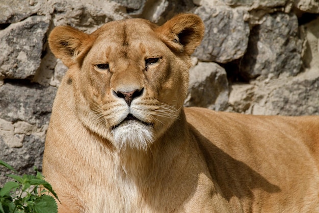 L'animale è una leonessa adulta che giace e fissa