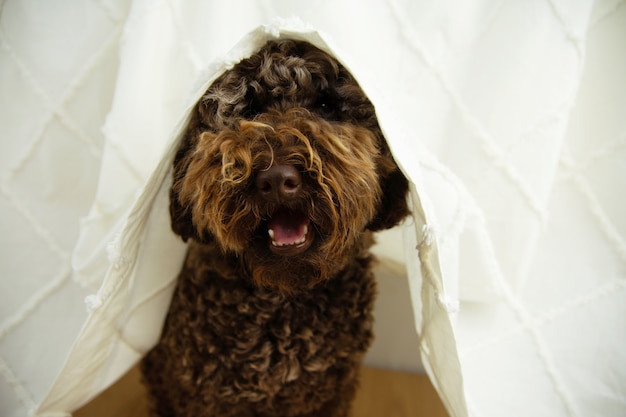 L'ansia del cane per i fuochi d'artificio, i temporali o i rumori forti si nasconde sotto una tenda.