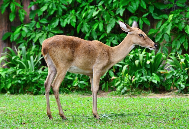 L&#39;antilope del ritratto su erba verde ha priorità bassa del cespuglio