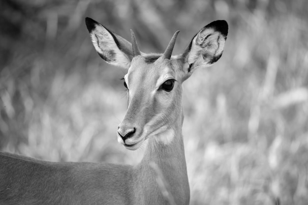 L'antilope è in piedi tra le piante della savana