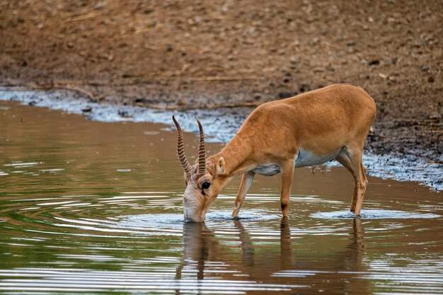 L'antilope Saiga o la Saiga tatarica beve nella steppa