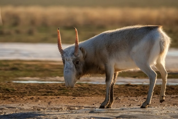 L'antilope saiga o saiga tatarica cammina nella steppa vicino alla pozza d'acqua in inverno