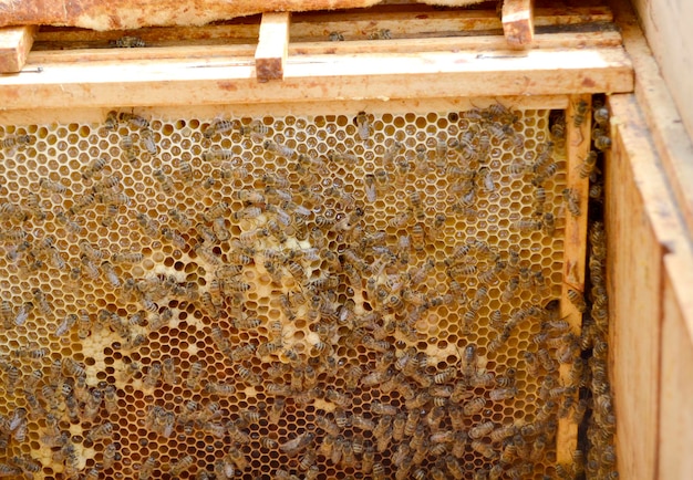 L'ape alata vola lentamente all'alveare per raccogliere il nettare sull'apiario privato