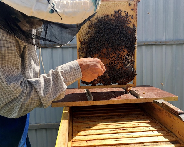 L'ape alata vola lentamente verso l'apicoltore per raccogliere il nettare sull'apiario privato dai fiori vivi