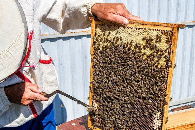 L'ape alata vola lentamente verso l'apicoltore per raccogliere il nettare sull'apiario privato