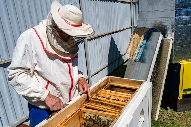 L'ape alata vola lentamente verso l'apicoltore per raccogliere il nettare sull'apiario privato