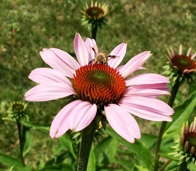 L'ape alata vola lentamente verso la pianta per raccogliere il nettare per il miele nell'apiario privato