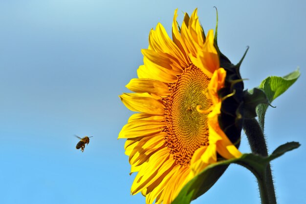 L'ape che impollina il fiore di un primo piano del girasole