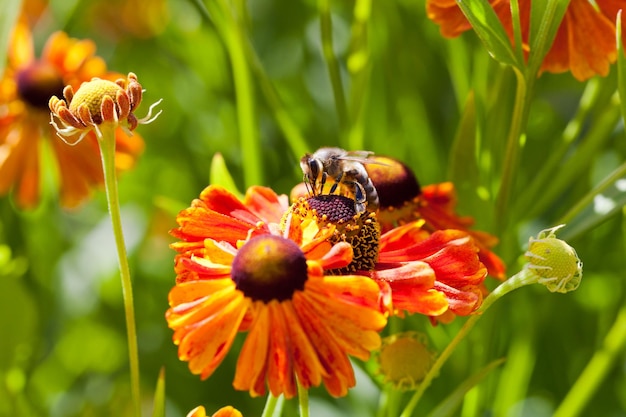 L'ape da miele raccoglie il nettare dal fiore di gaillardia