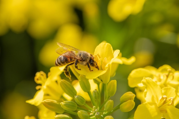 L'ape da miele raccoglie il nettare su un fiore di colza