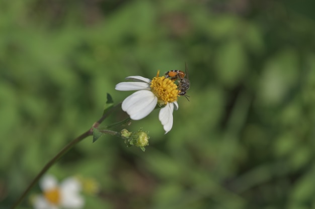 L&#39;ape del fondo fiorisce l&#39;erba bella