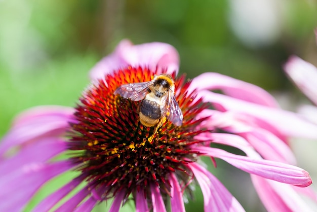 L'ape del miele raccoglie il nettare dei fiori